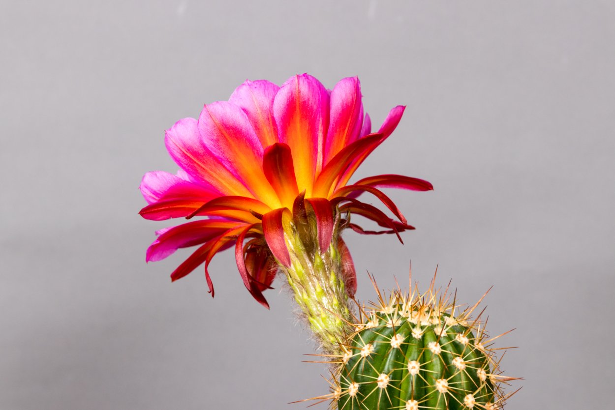 Эхинопсис золотистый