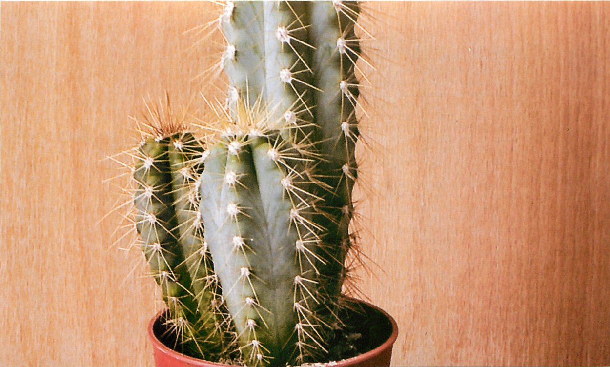 Трихоцереус белеющий