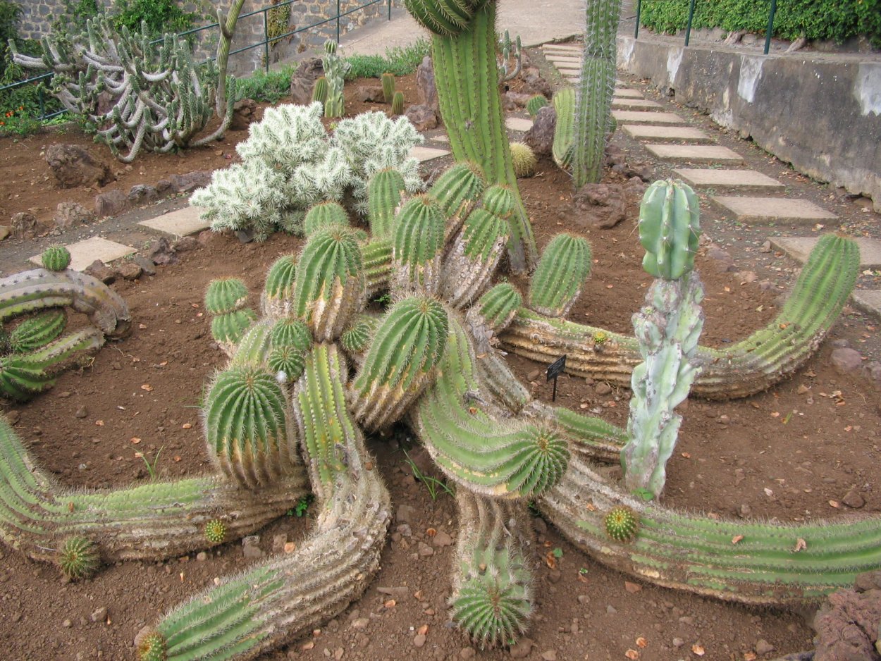 Бугорчатореберный Трихоцереус