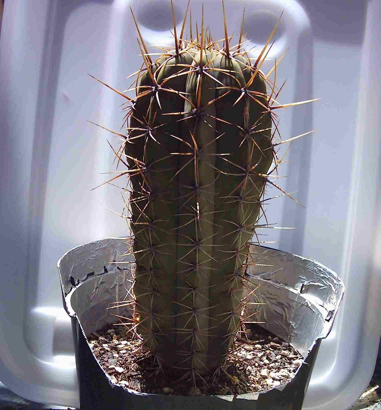 Трихоцереус гибридный