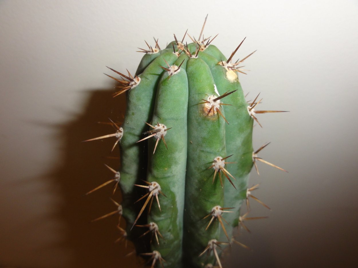 Эхинопсис кандиканс