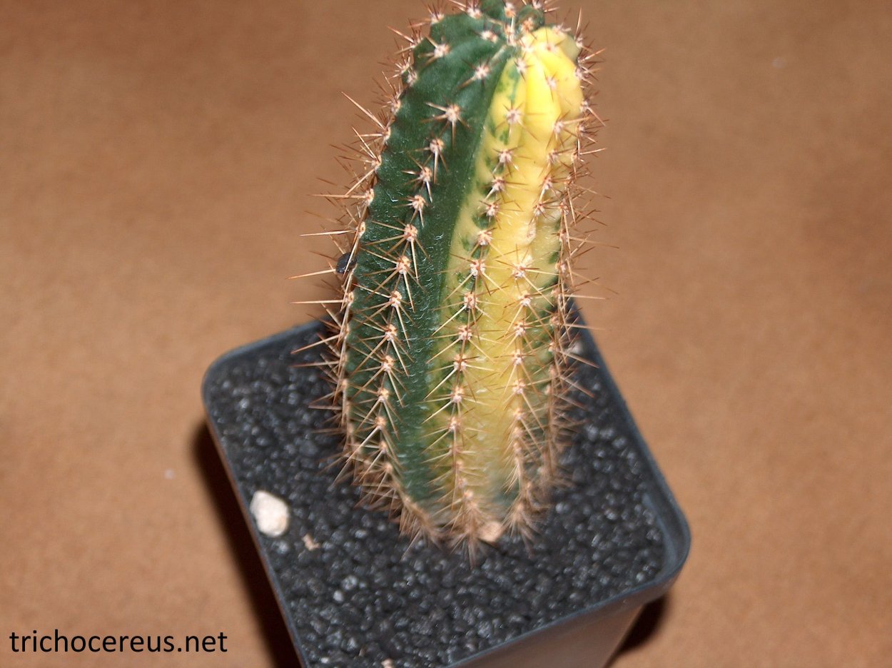 Эхинопсис крючконосый