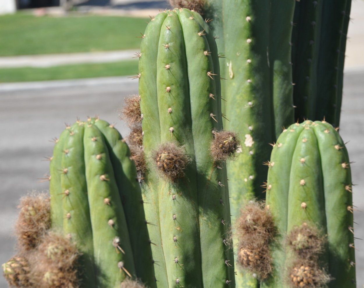 Echinopsis chionantha