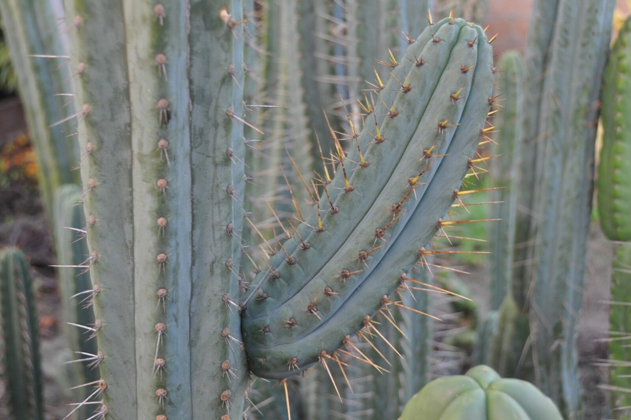 Trichocereus spachianus