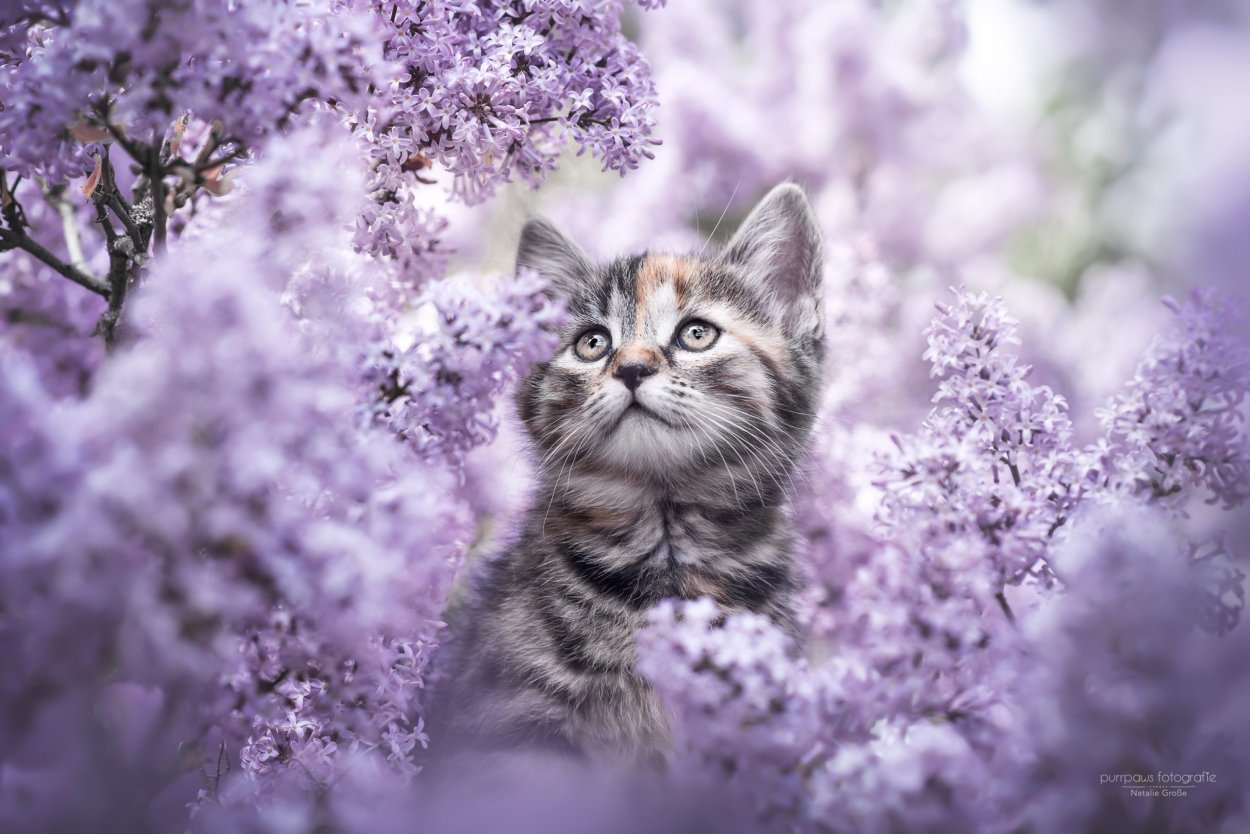 Кот и сирень
