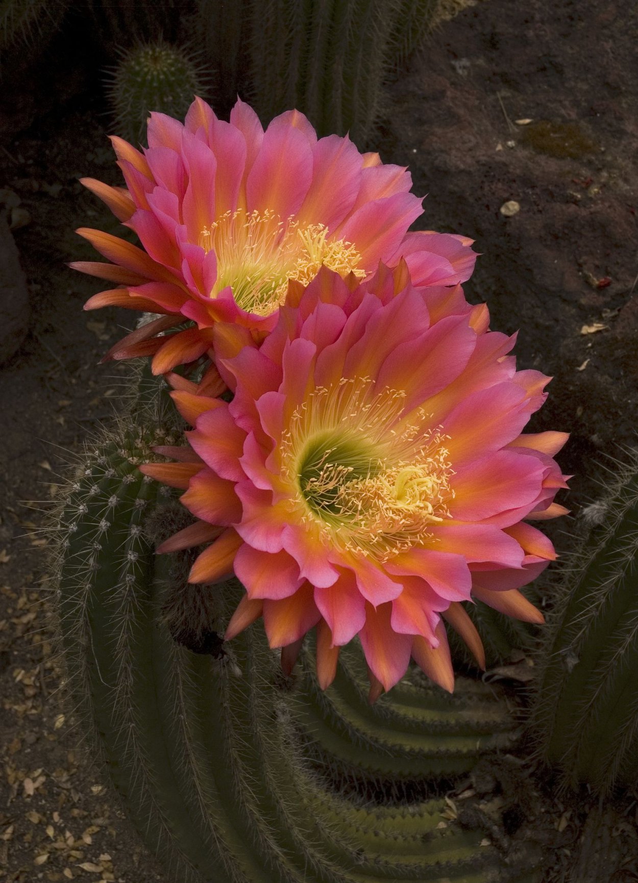 Echinopsis atacamensis