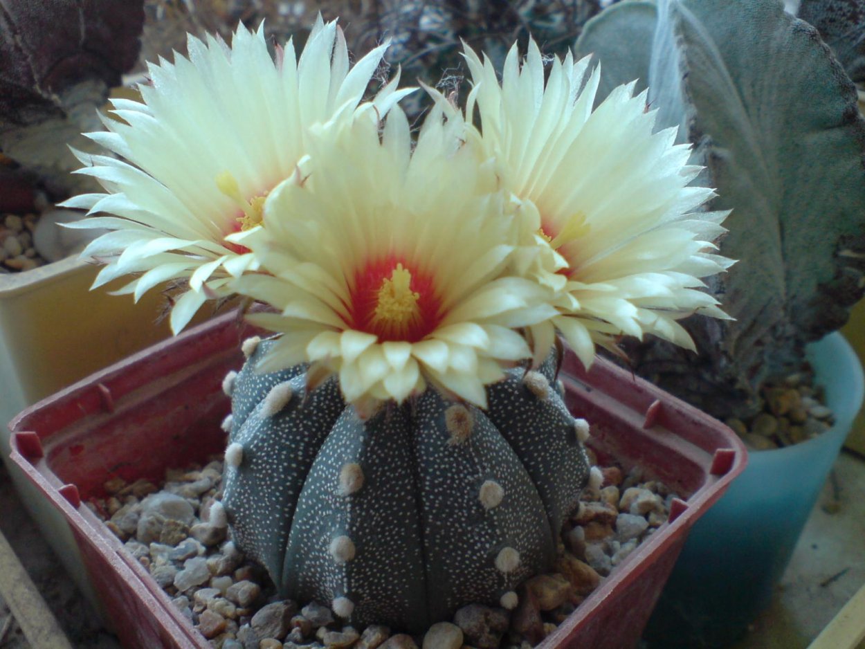 Трихоцереус Пачано