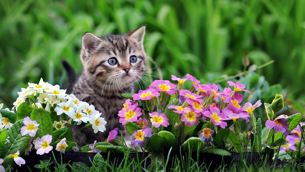 Котёнок с цветком