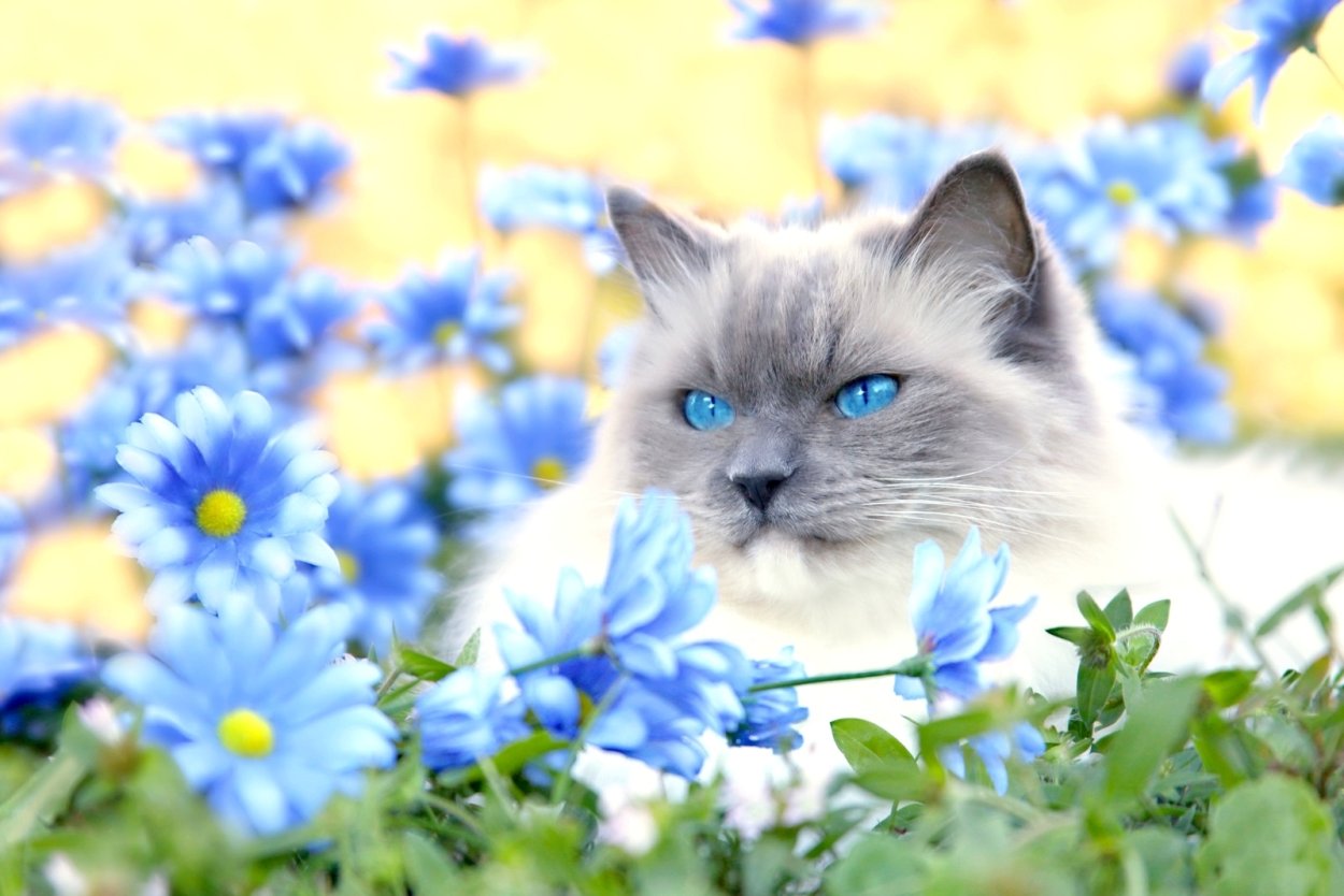 Красивые котята в цветах