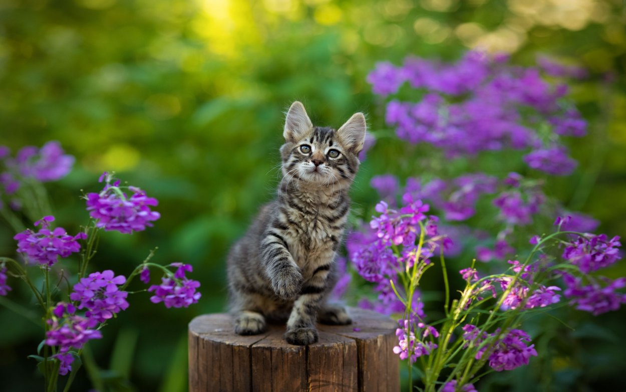 Обои на планшет цветы с котиками