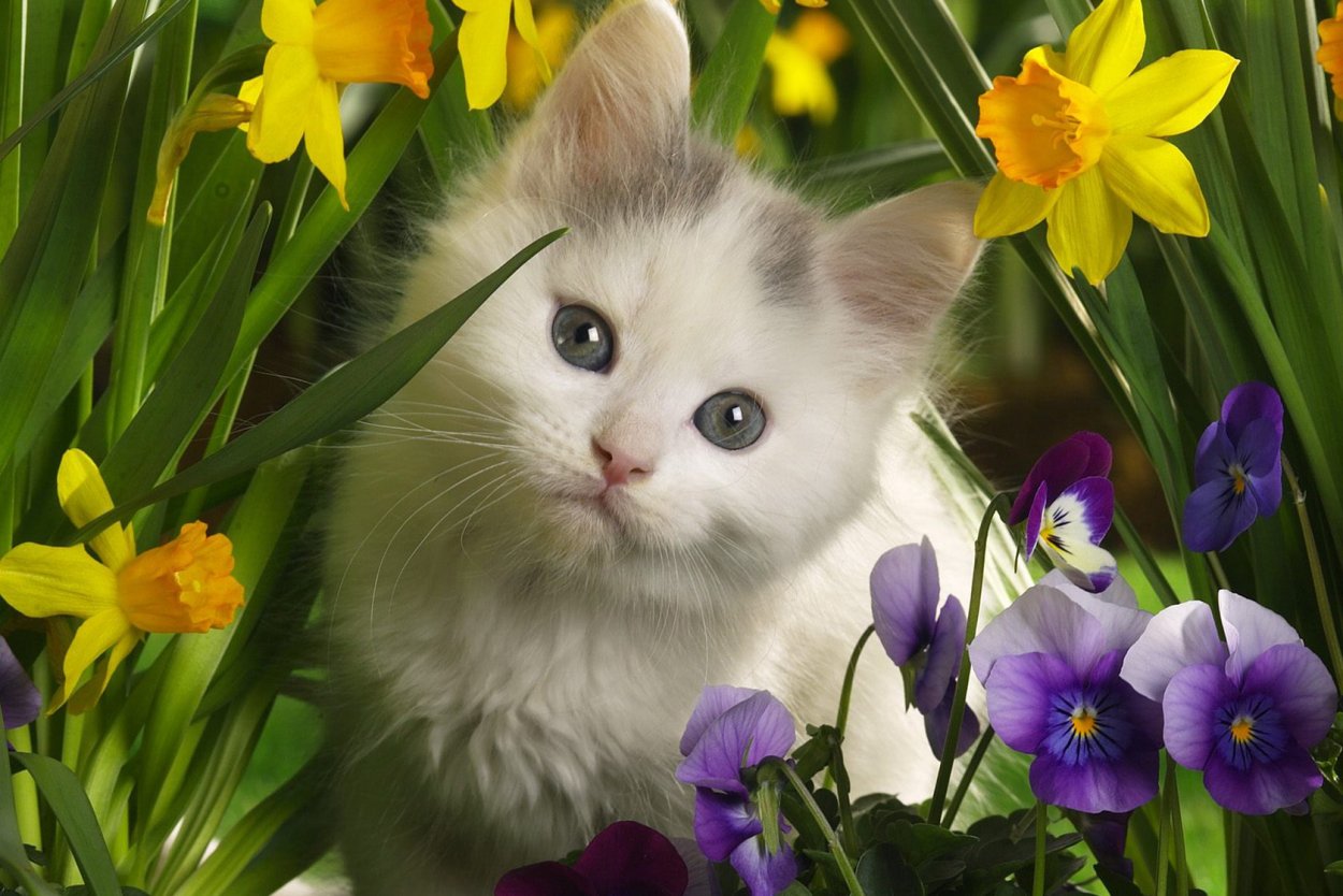 Кот в цветах