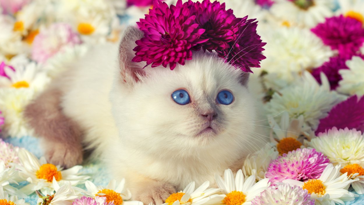 Обои с котятами