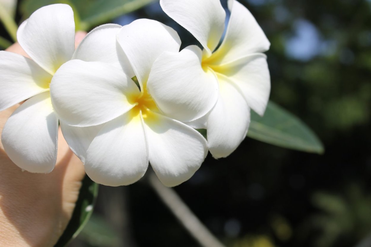 Национальный цветок Тайланда