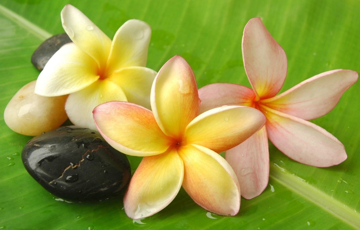 Тайский цветок Плюмерия