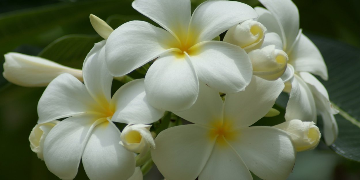 Магнолия цветы в Тайланде