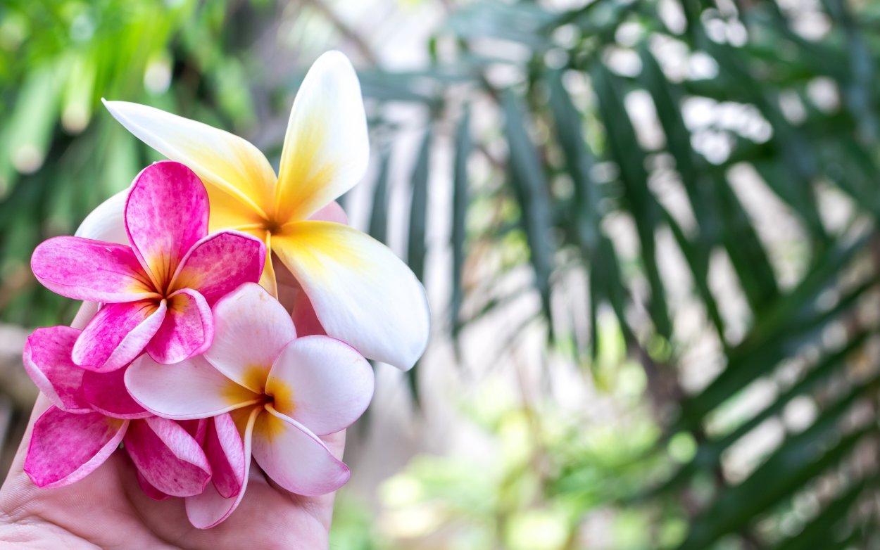 Франжипани Бали