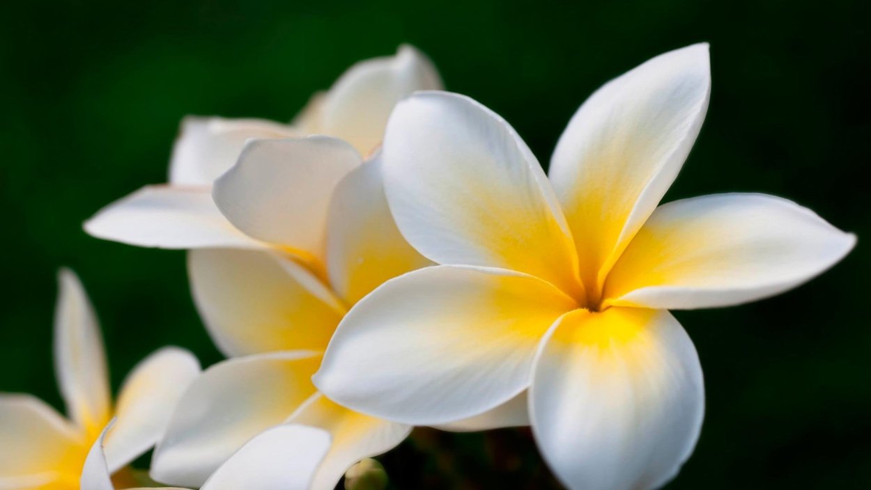 Цветы Плюмерия Франжипани