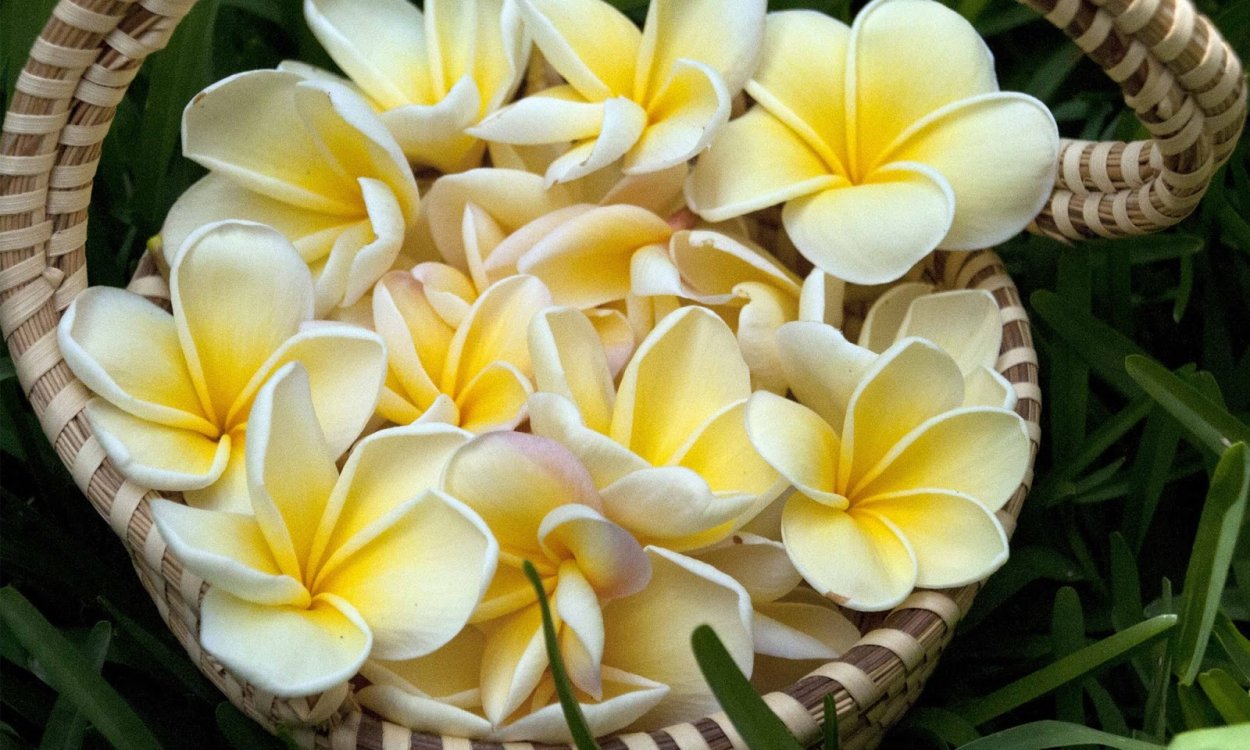 Плюмерия букет