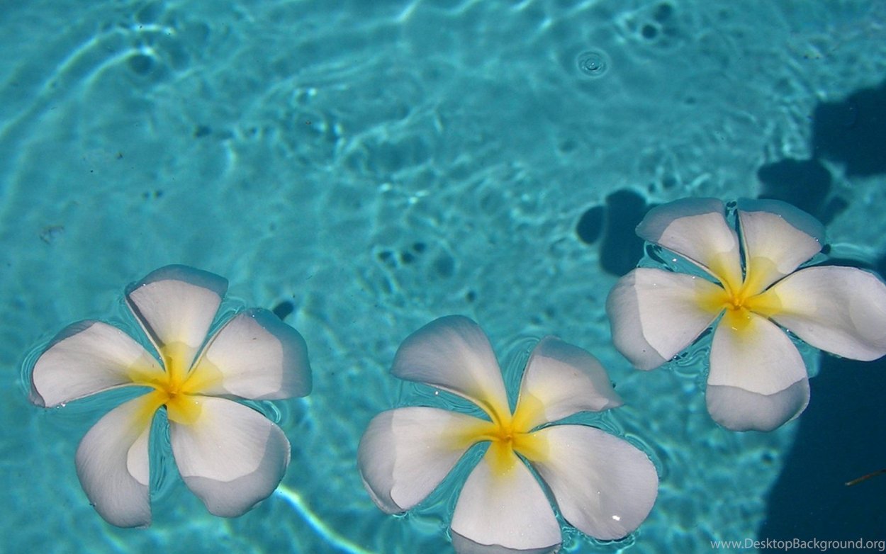 Цветы Плюмерия Франжипани Мальдивы