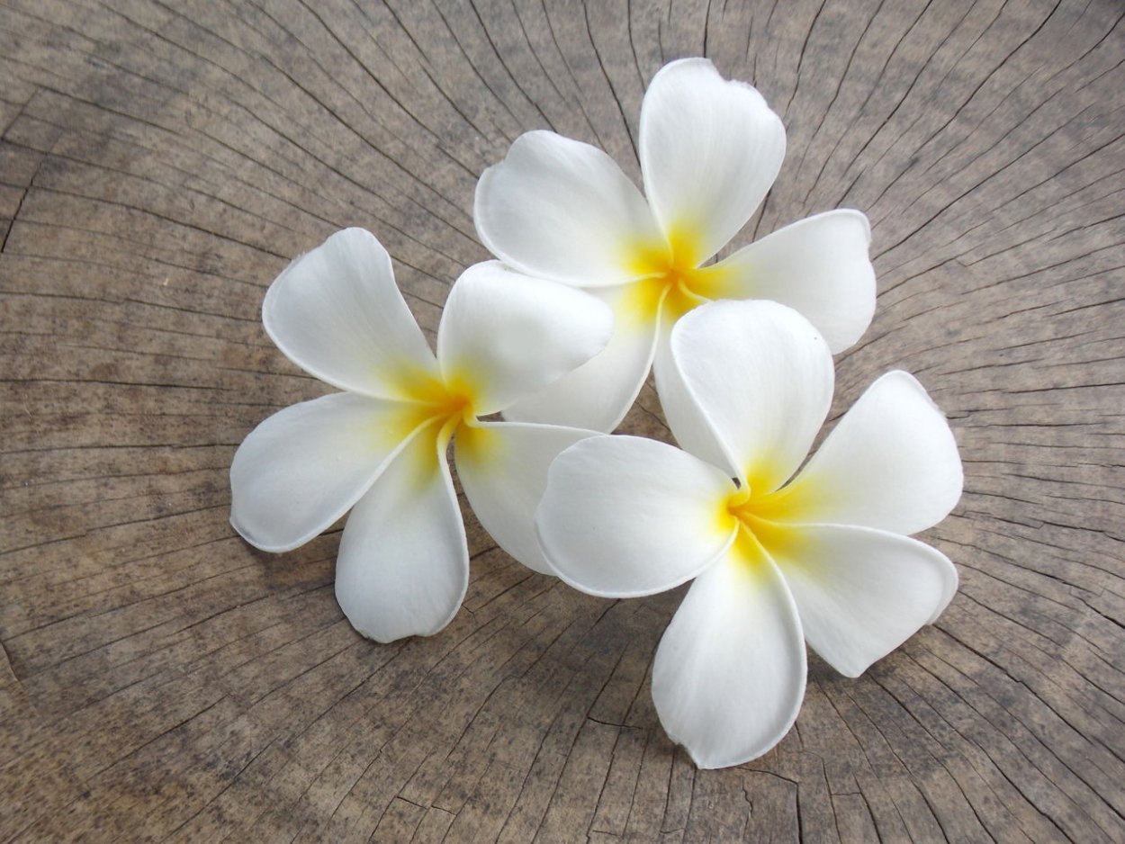 Картина тайский цветок