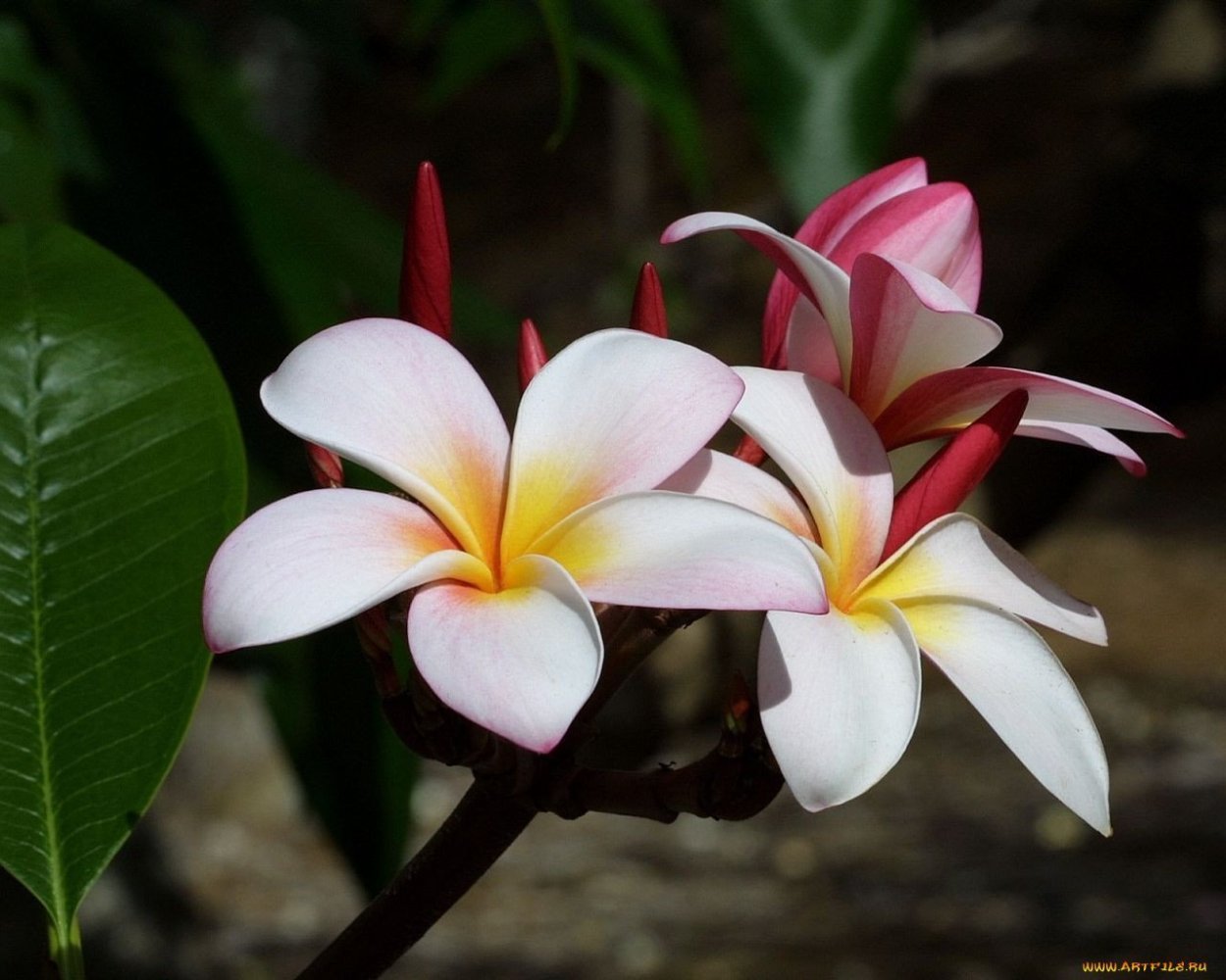 Цветок Тайланда Плюмерия