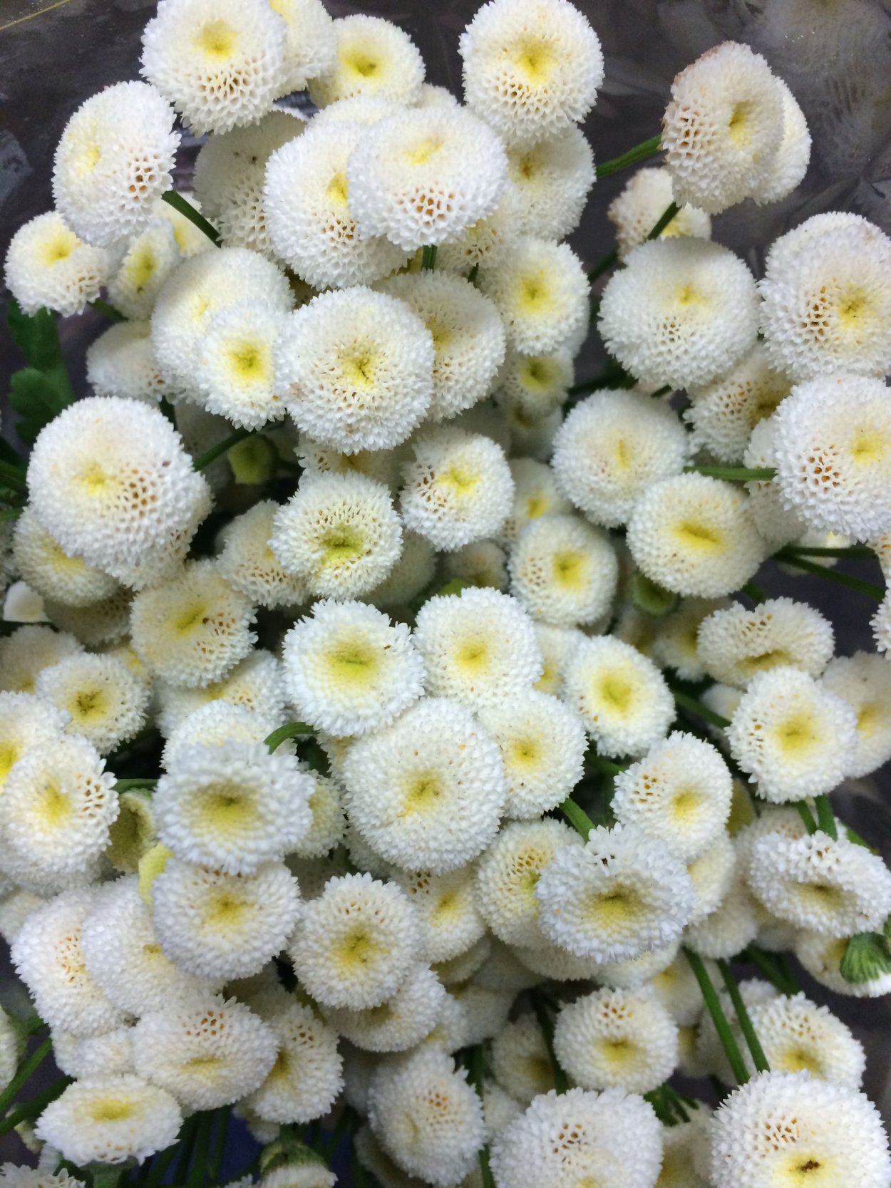 Хризантема Сноу бол