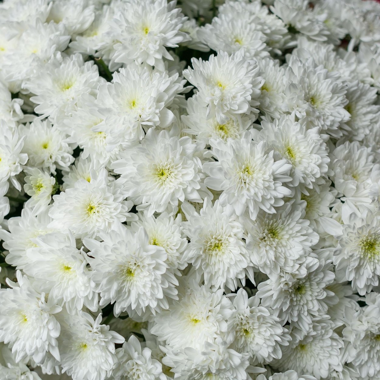 Гипсофила Аврора