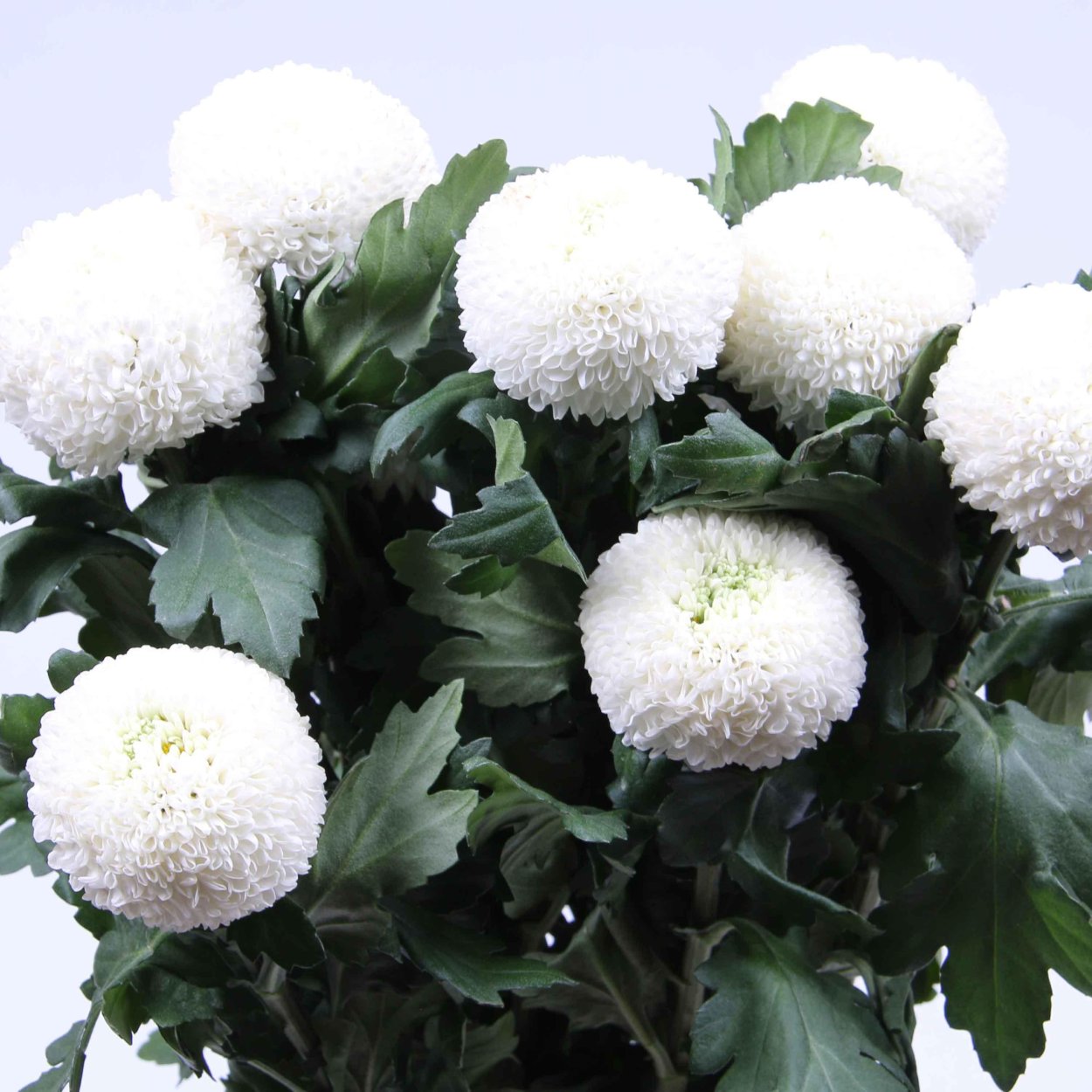 Хризантема шаровидная белая