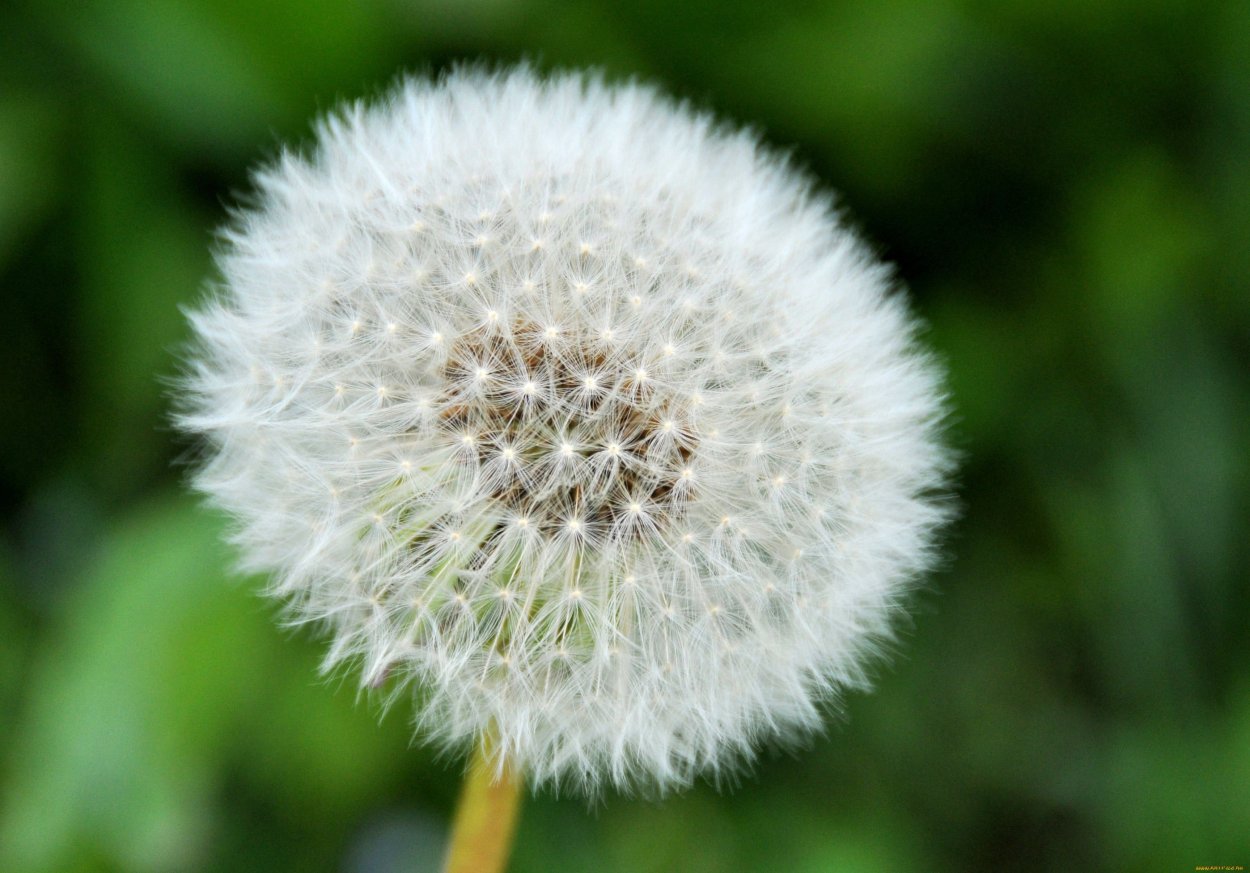 Белые пушистые цветы