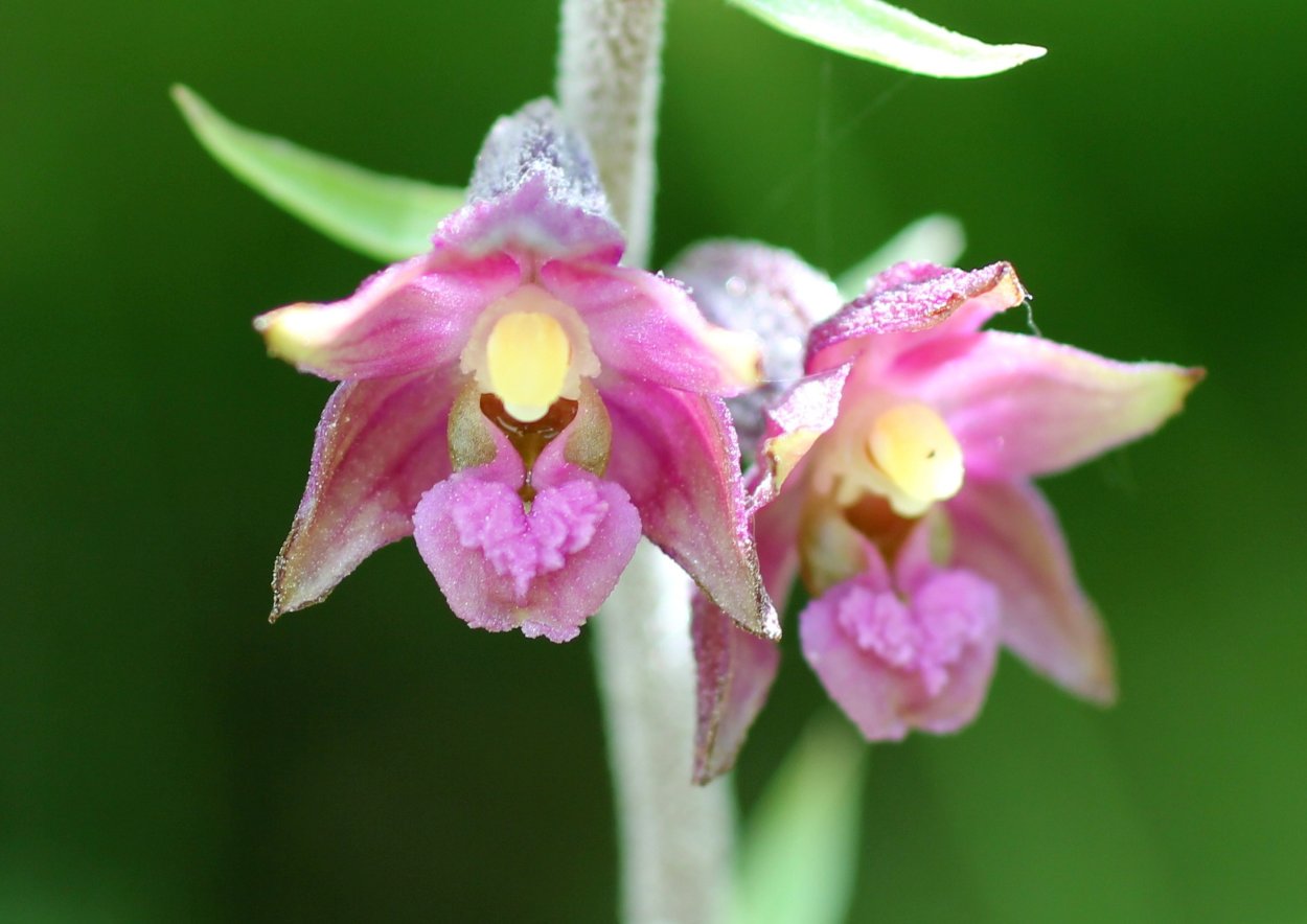 Dendrobium lampongense