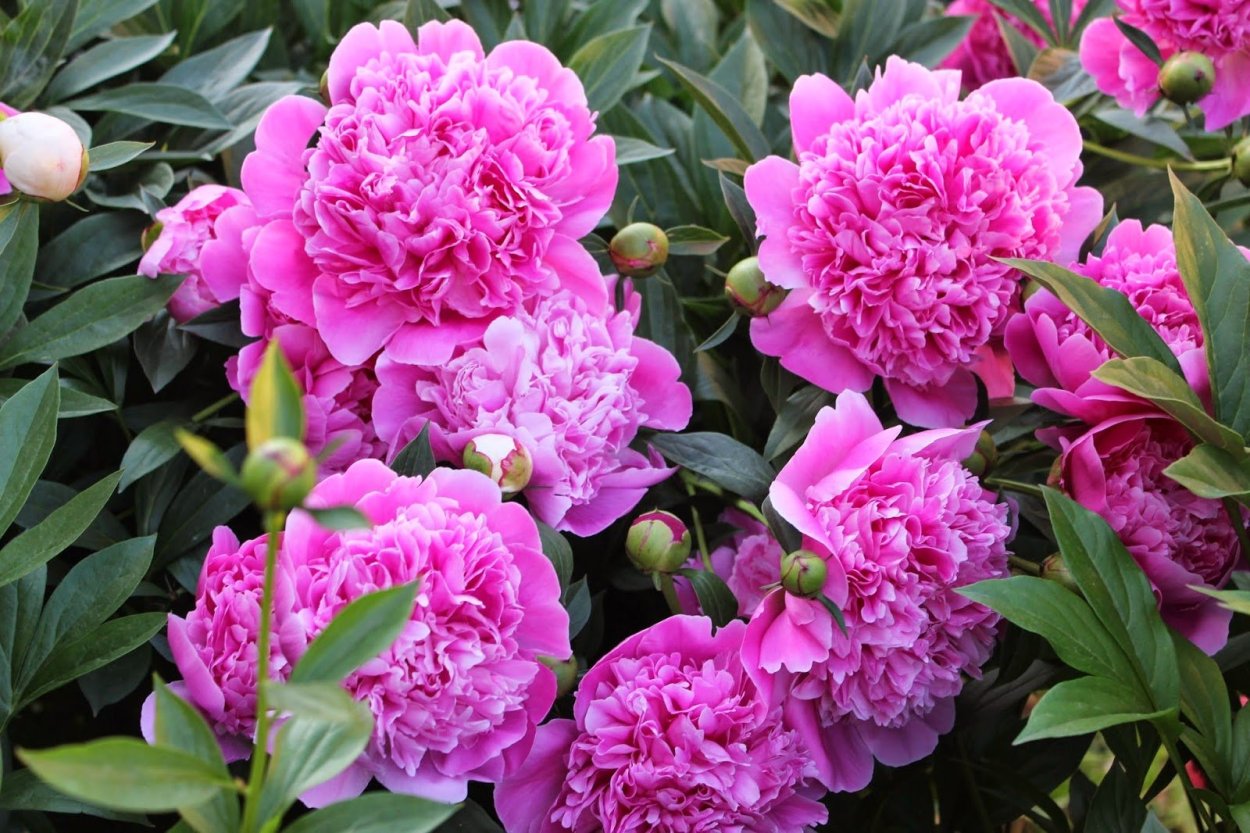 Пион Клемансо