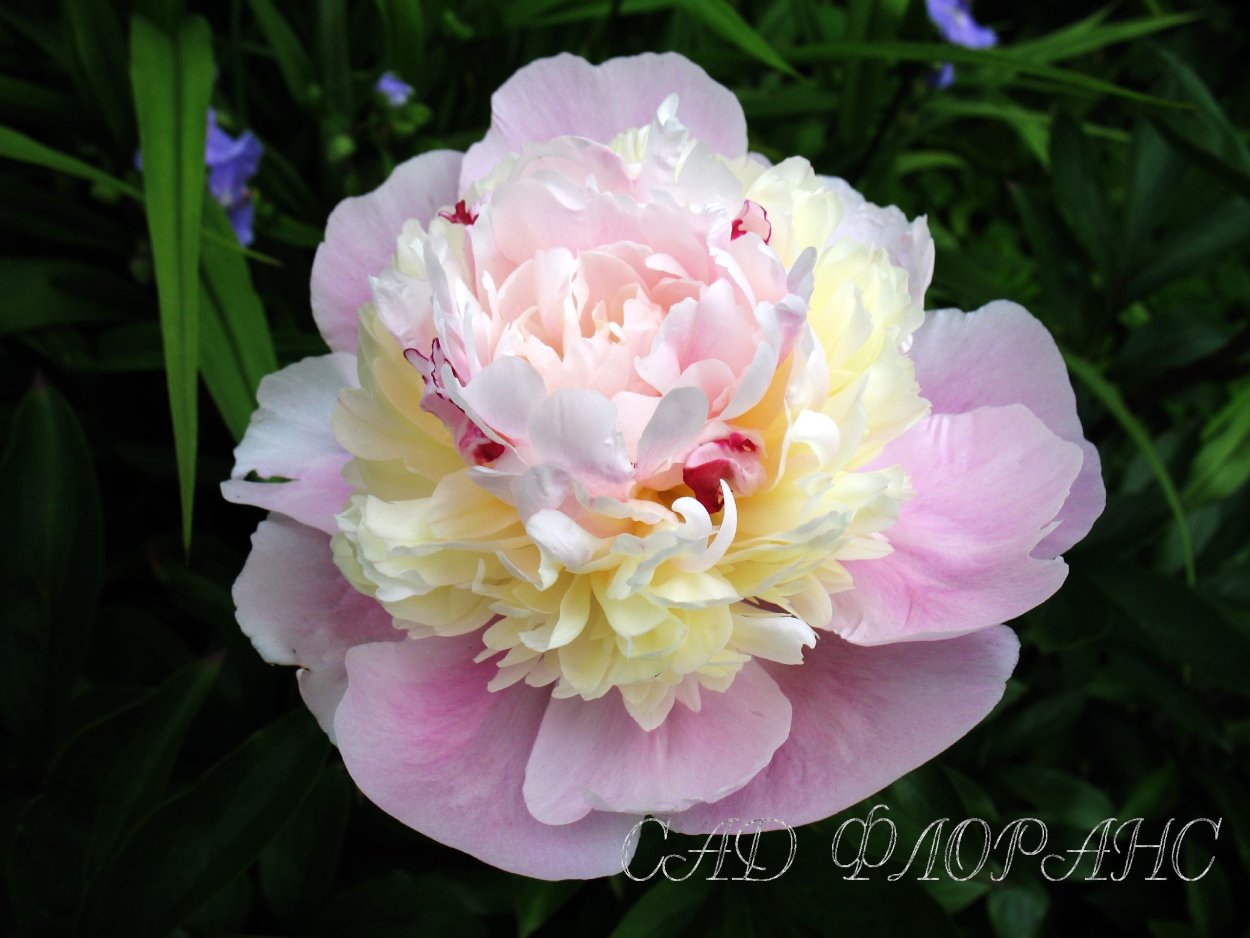 Пион Rhapsody пион рапсодия