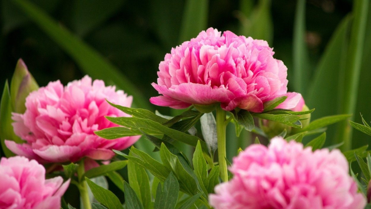 Peony planting