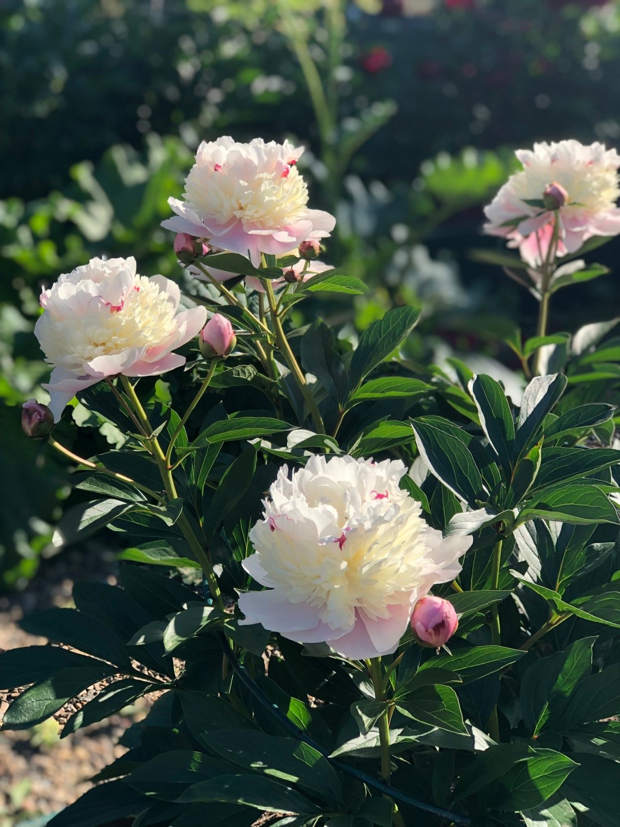 Пион Martha Bulloch