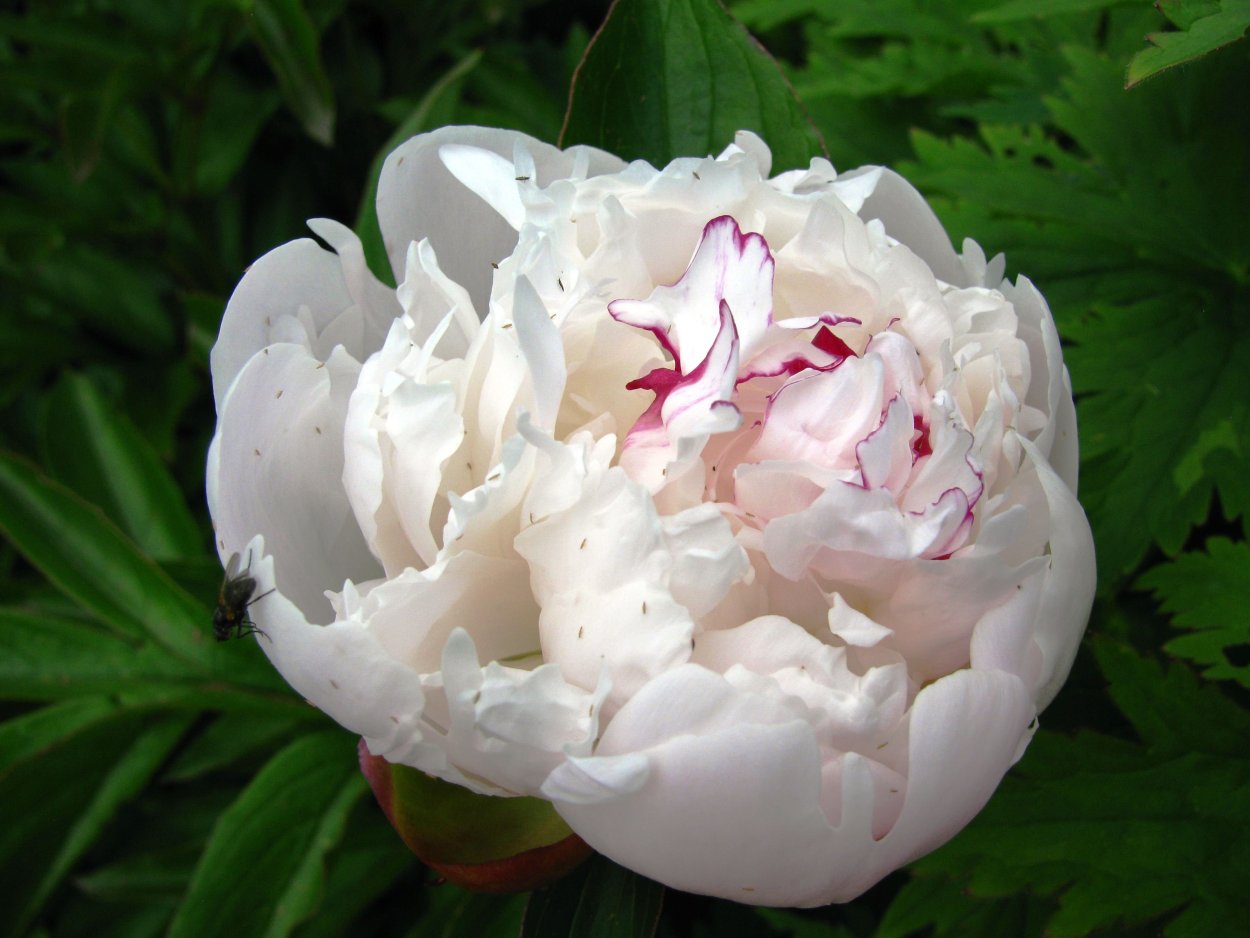 Пион Ивнинг Дрим