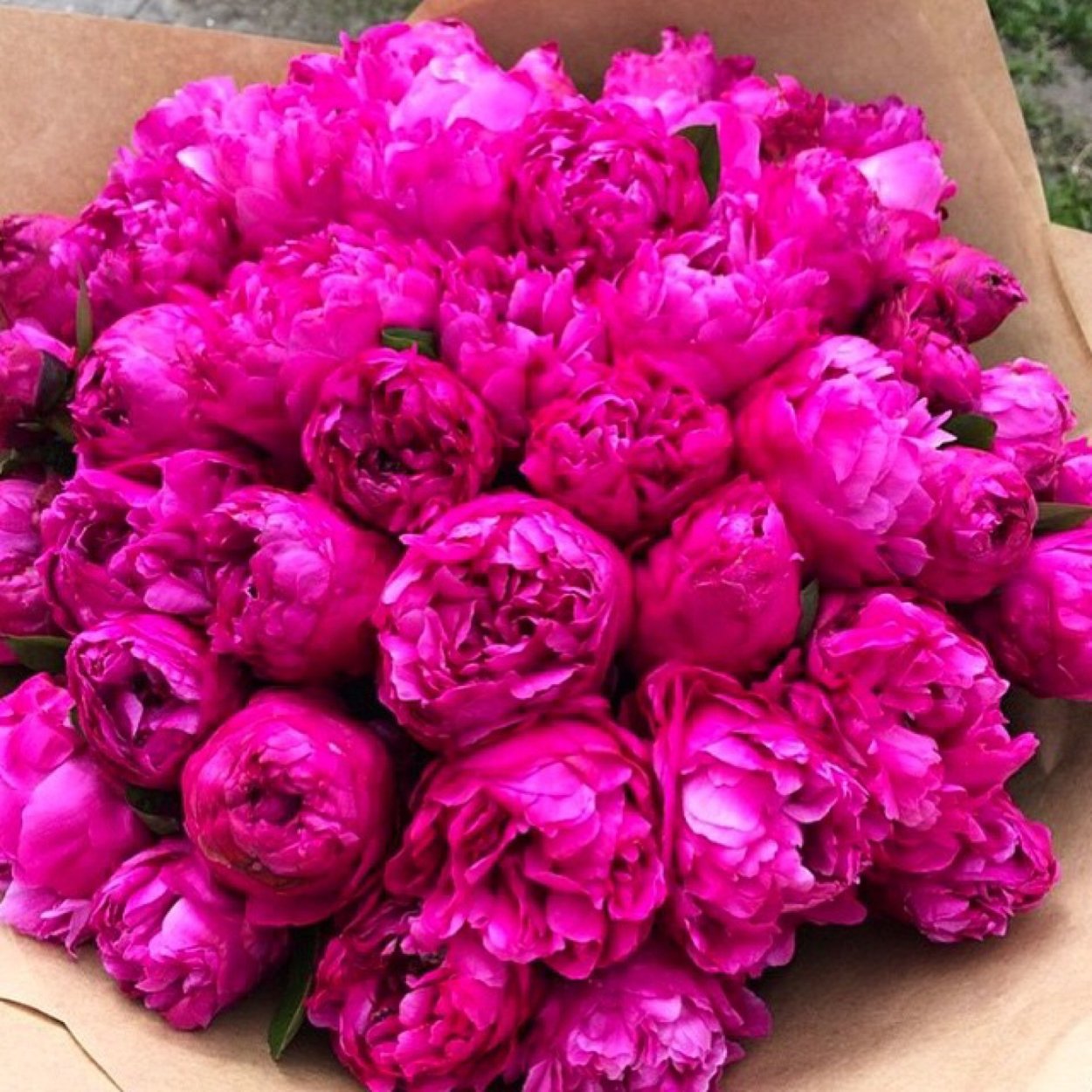 Пион древовидный дак Блэк-пёпл