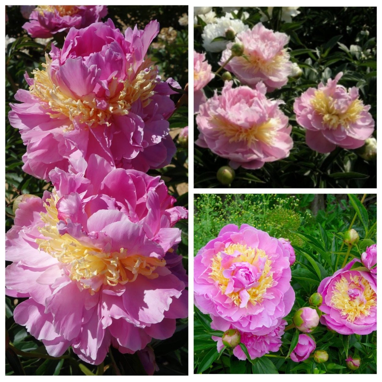 Пион Нэнси Нора