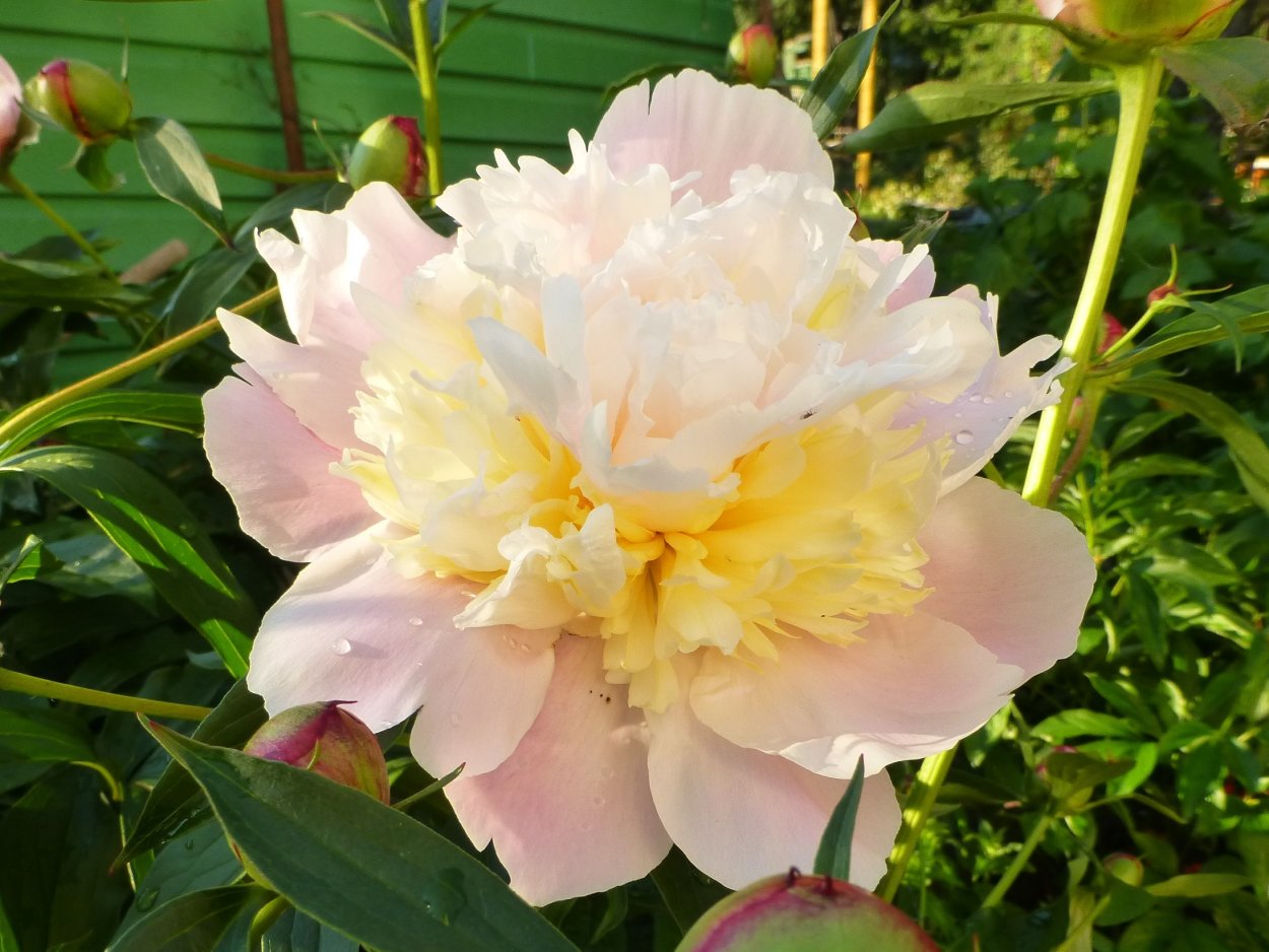 Пион Rhapsody пион рапсодия