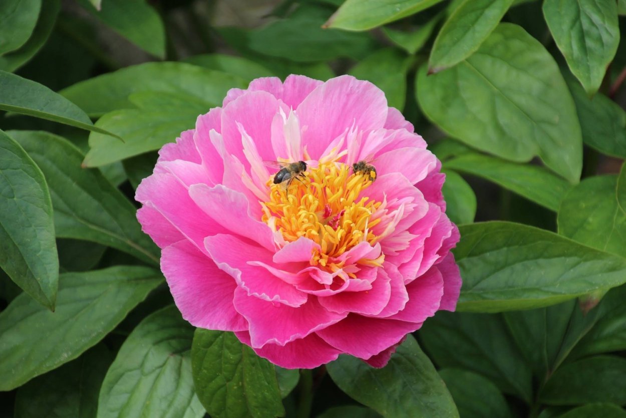 Роза пион Пинк