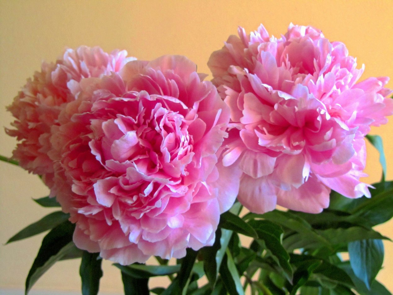 Пион Bartzella молочноцветковый