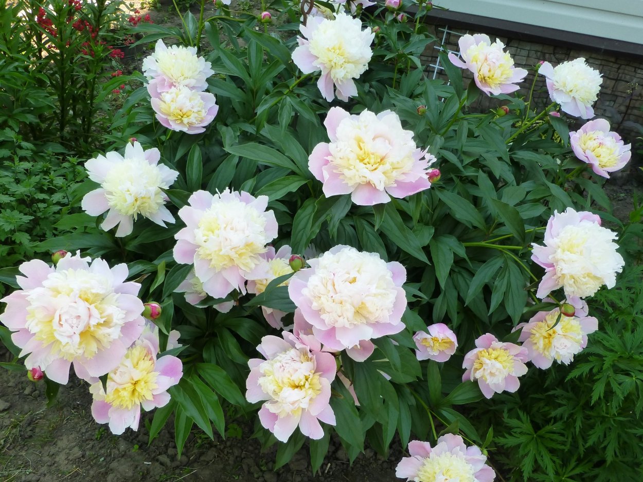 Пион Rhapsody пион рапсодия