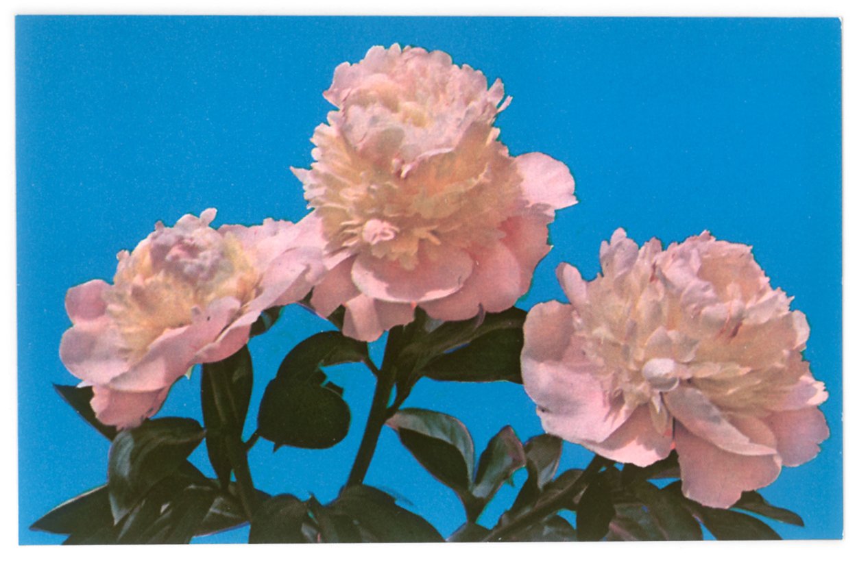 Дзи фэн пион