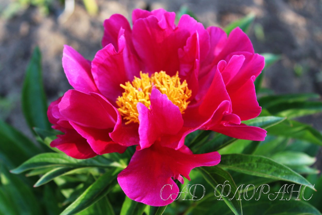 Пион Клер Дюбуа