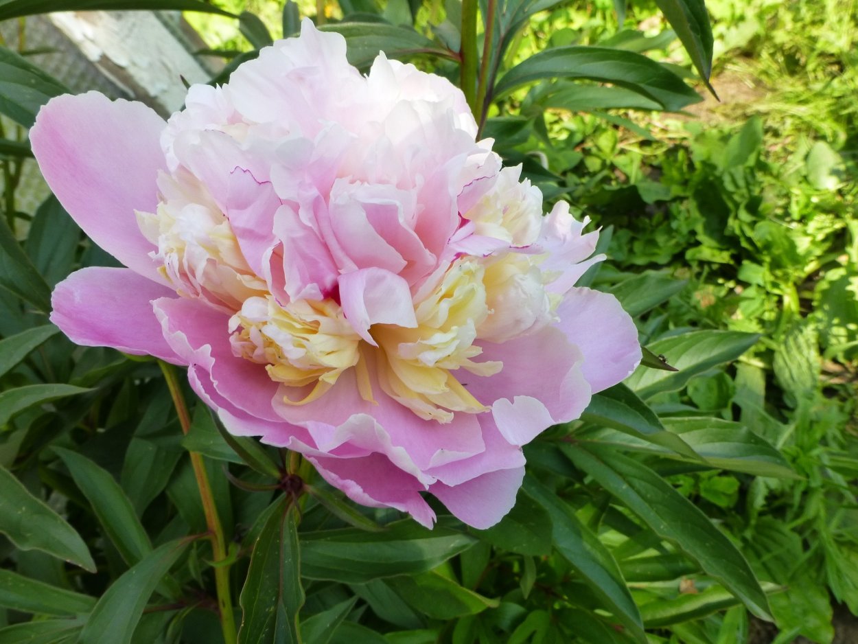 Пион Rhapsody пион рапсодия