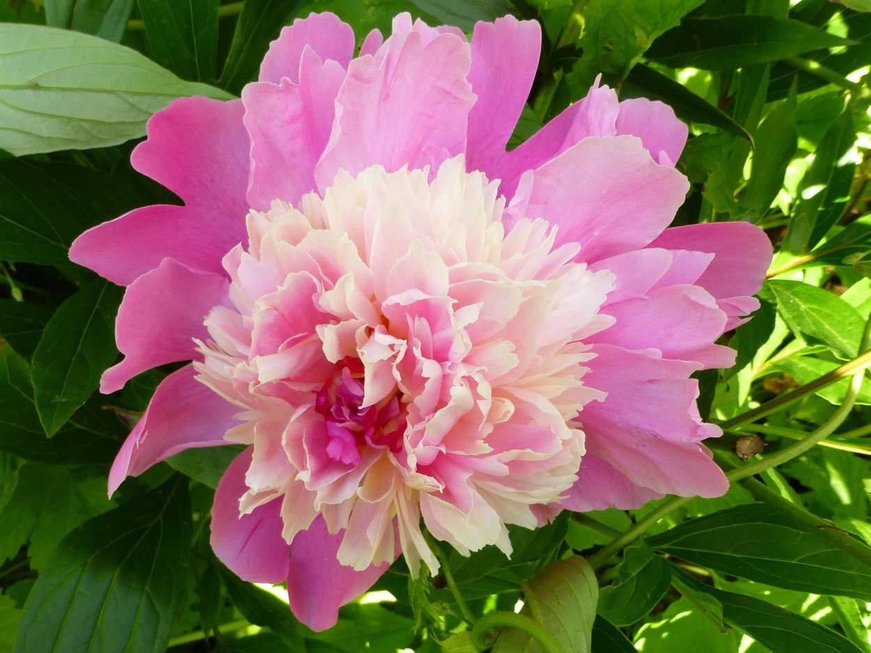 Древовидный пион Куинджи