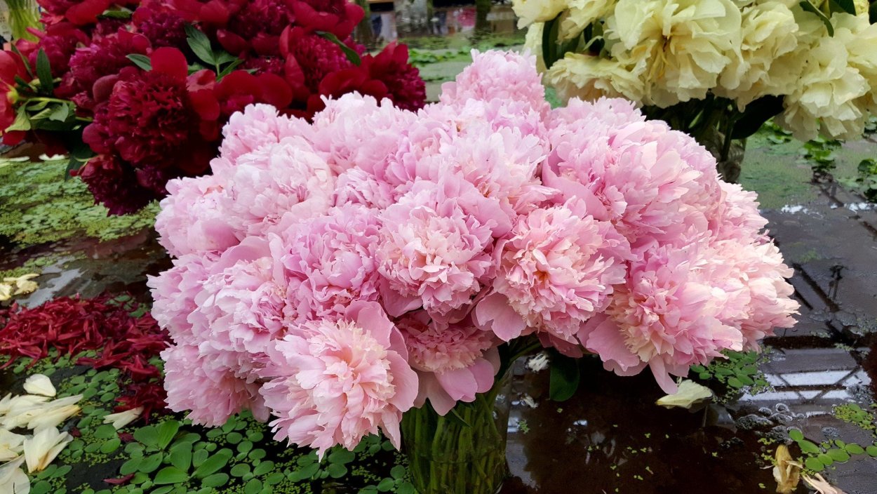 Пион травянистый кора Стабс