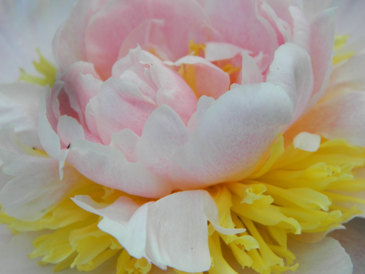 Пион Даурский