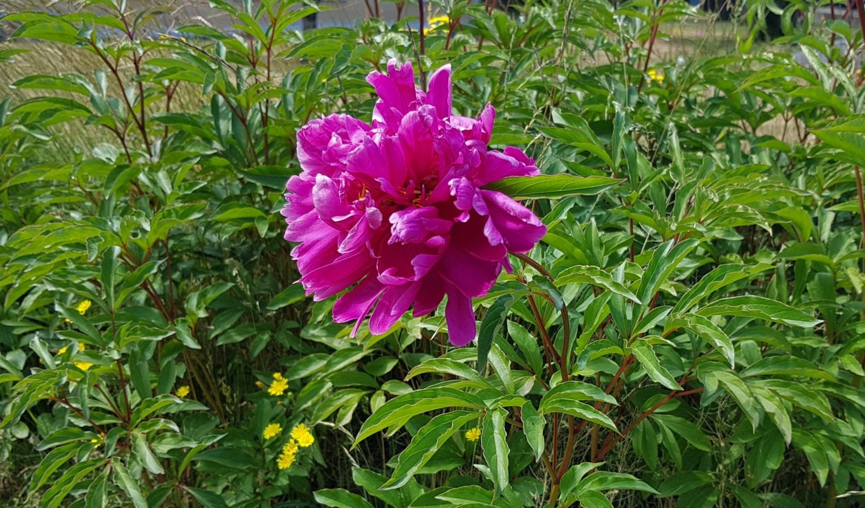 Пион сорт сербинар