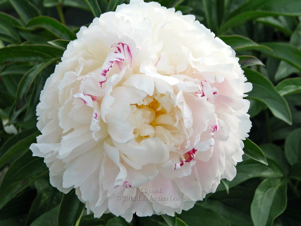 Grand massive пион