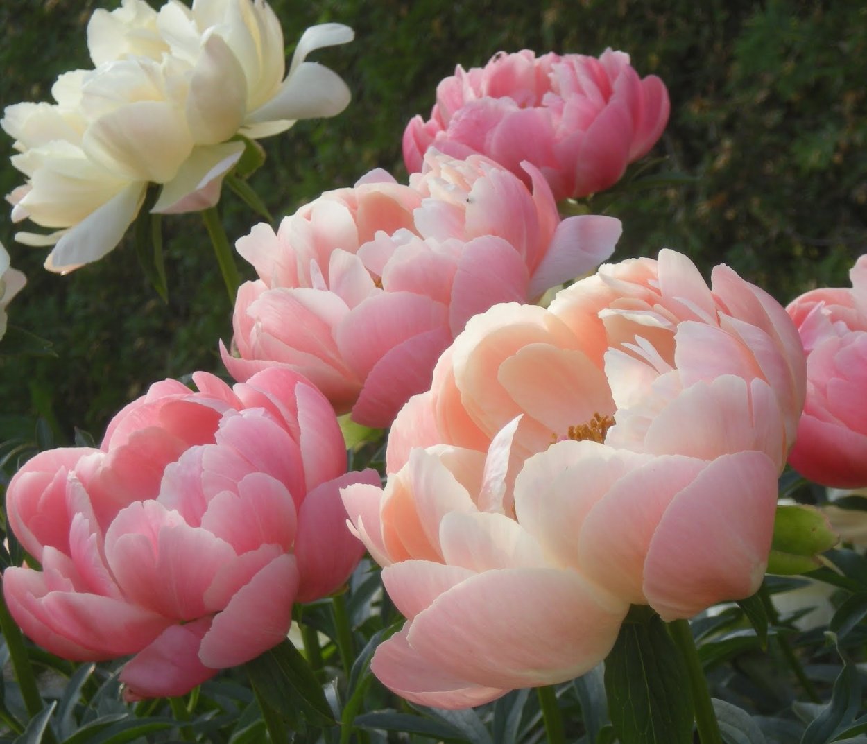 Пион древовидный Лантиан Джей